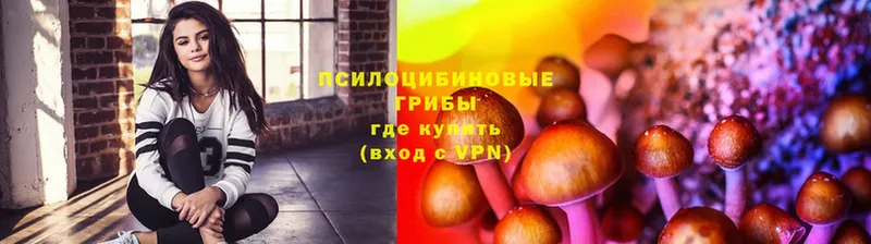 купить наркотик  ссылка на мегу ссылки  Псилоцибиновые грибы мицелий  Кириши 